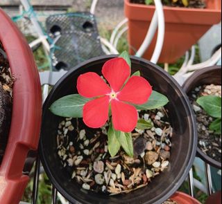 (Category: ) located in . Submitted by kew_plants_n_stuff (Listing ID 1466364116, Image 1). Description: .