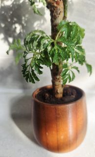 （分類：）位於 。 由 relaxinggarden 提交（商品編號 1466565063，圖片 1）。簡介： 。