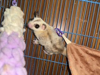 (Category: ) located in . Submitted by bella.items (Listing ID 1466743036, Image 1). Description: .
