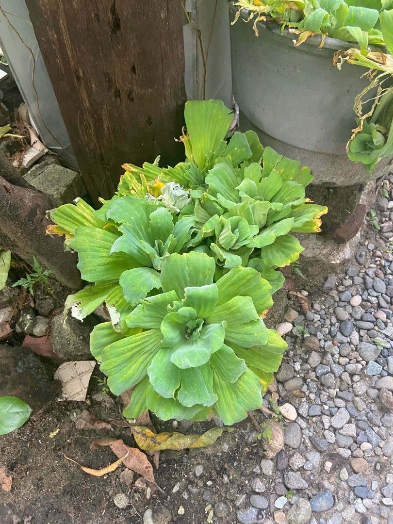 Water Planfs (Category: Plants & Seeds) located in Zaragoza. Submitted by sherree1281 (Listing ID 1466773877, Image 1). Description: Water Plant for Aquarium and Pond.