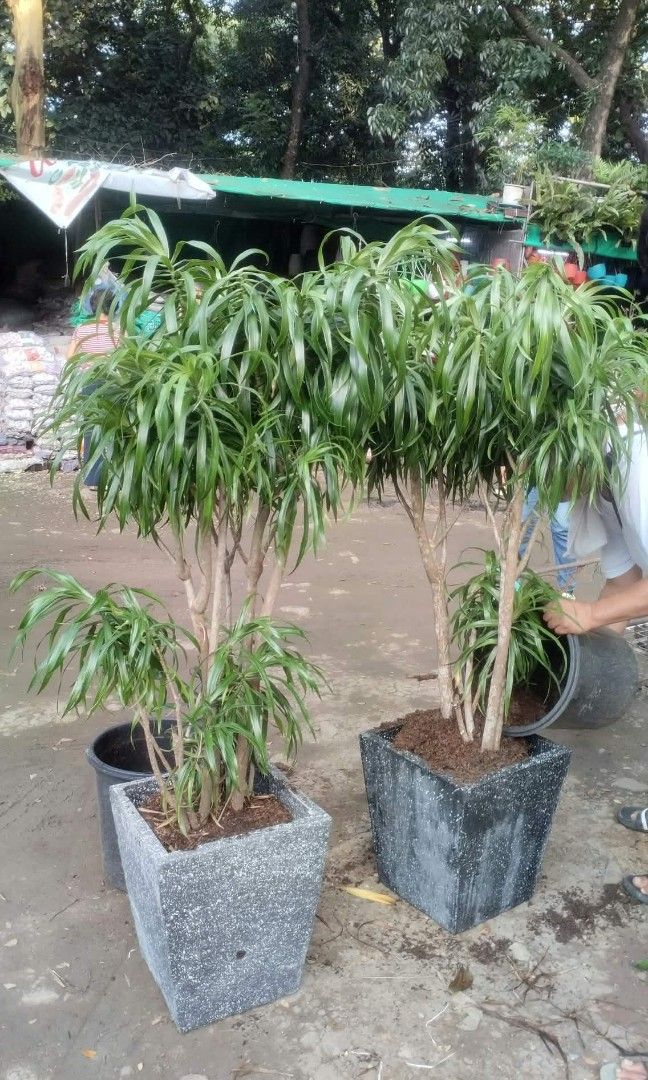 3 - 5 ft anita dracaena 🪴 (Category: Plants & Seeds) located in Quezon City. Submitted by amazingmaria3680 (Listing ID 1466905370, Image 2). Description: .