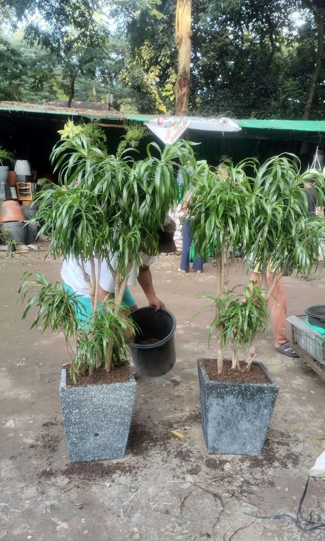 3 - 5 ft anita dracaena 🪴 (Category: Plants & Seeds) located in Quezon City. Submitted by amazingmaria3680 (Listing ID 1466905370, Image 1). Description: .