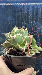 （分類：）位於 。 由 killurho55776 提交（商品編號 1466948283，圖片 1）。簡介： 。