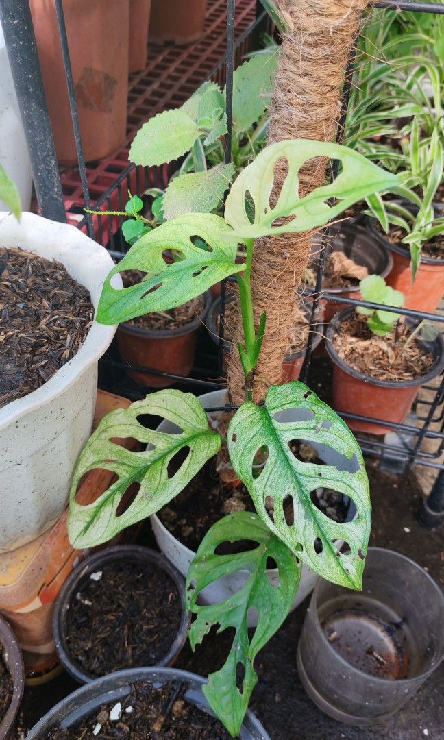 Adansonii mint (Category: Plants & Seeds) located in Quezon City. Submitted by plantcorner (Listing ID 1466875827, Image 2). Description: .