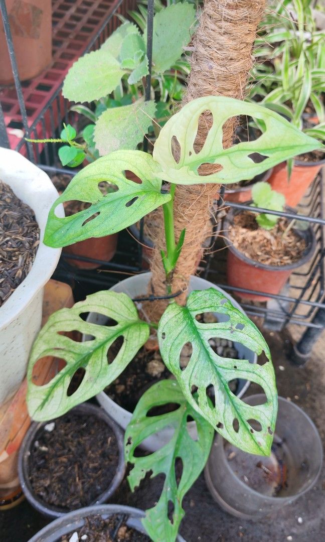 Adansonii mint (Category: Plants & Seeds) located in Quezon City. Submitted by plantcorner (Listing ID 1466875827, Image 1). Description: .