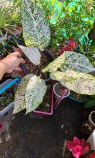 (Category: ) located in . Submitted by plantcorner (Listing ID 1466873780, Image 1). Description: .