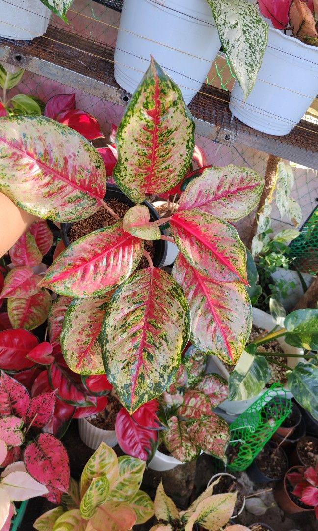 Aglaonema mutated 10 karats (Category: Plants & Seeds) located in Quezon City. Submitted by plantcorner (Listing ID 1466873926, Image 2). Description: .