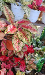 (Category: ) located in . Submitted by plantcorner (Listing ID 1466873926, Image 1). Description: .