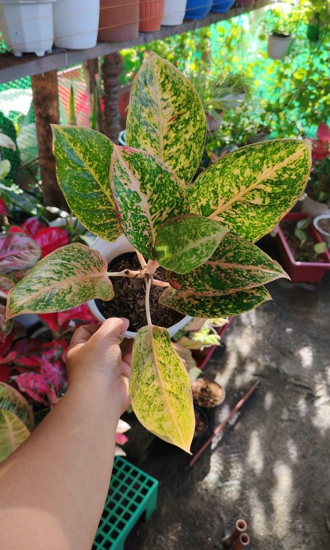 Aglaonema orange stardust rare (Category: Plants & Seeds) located in Quezon City. Submitted by plantcorner (Listing ID 1466874481, Image 1). Description: .