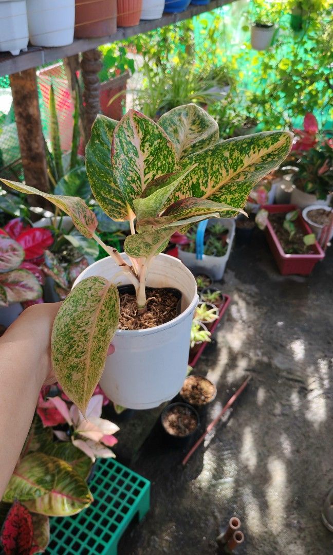 Aglaonema orange stardust rare (Category: Plants & Seeds) located in Quezon City. Submitted by plantcorner (Listing ID 1466874481, Image 2). Description: .