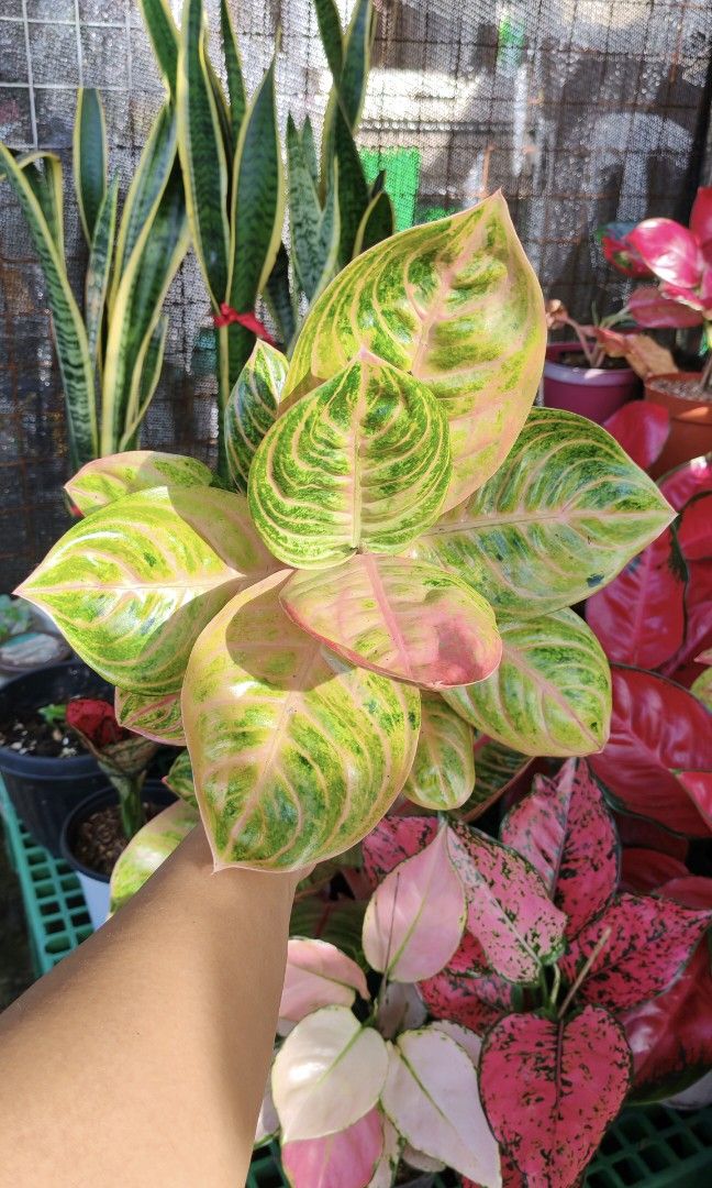 Aglaonema pink siam perfect (Category: Plants & Seeds) located in Quezon City. Submitted by plantcorner (Listing ID 1466874258, Image 1). Description: .