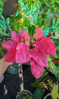 (Category: ) located in . Submitted by plantcorner (Listing ID 1466875167, Image 1). Description: .