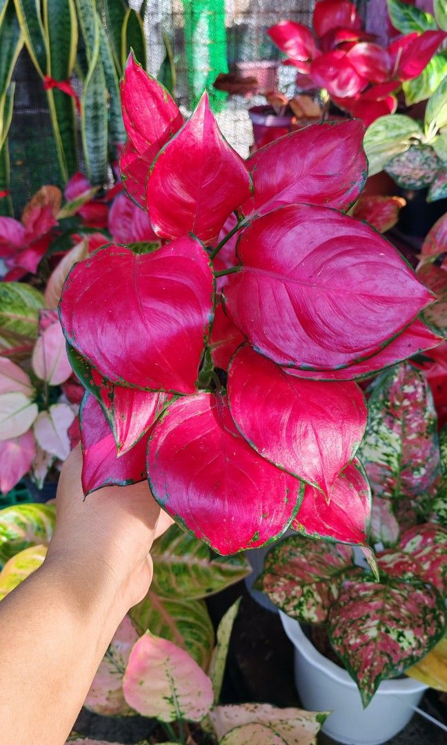 Aglaonema super red 2in1 pot (Category: Plants & Seeds) located in Quezon City. Submitted by plantcorner (Listing ID 1466874994, Image 1). Description: 550 each pot 2 pots avail 2 puno sa isang paso.