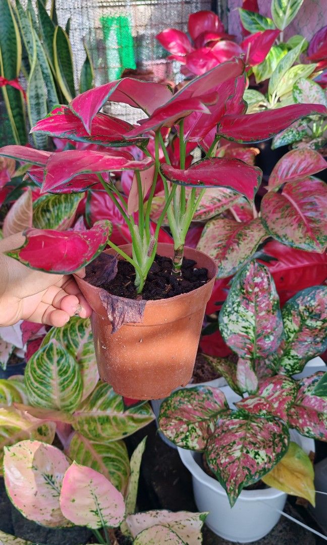 Aglaonema super red 2in1 pot (Category: Plants & Seeds) located in Quezon City. Submitted by plantcorner (Listing ID 1466874994, Image 2). Description: 550 each pot 2 pots avail 2 puno sa isang paso.