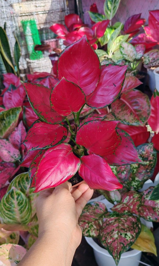 Aglaonema super red 2in1 pot (Category: Plants & Seeds) located in Quezon City. Submitted by plantcorner (Listing ID 1466874994, Image 3). Description: 550 each pot 2 pots avail 2 puno sa isang paso.