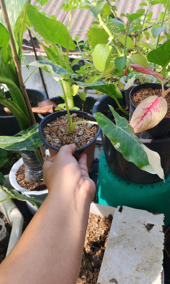 Alocasia albo (Category: Plants & Seeds) located in Quezon City. Submitted by plantcorner (Listing ID 1466875736, Image 1). Description: .