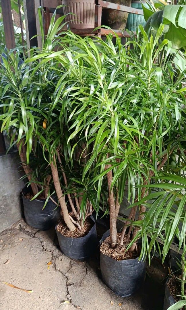 Anita dracaena 🪴 (Category: Plants & Seeds) located in Quezon City. Submitted by amazingmaria3680 (Listing ID 1466905135, Image 2). Description: .