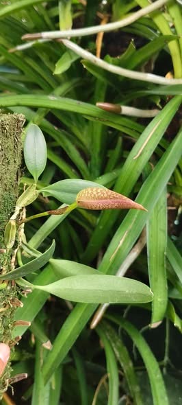 (Category: ) located in . Submitted by sindo.sg (Listing ID 1466818536, Image 1). Description: .