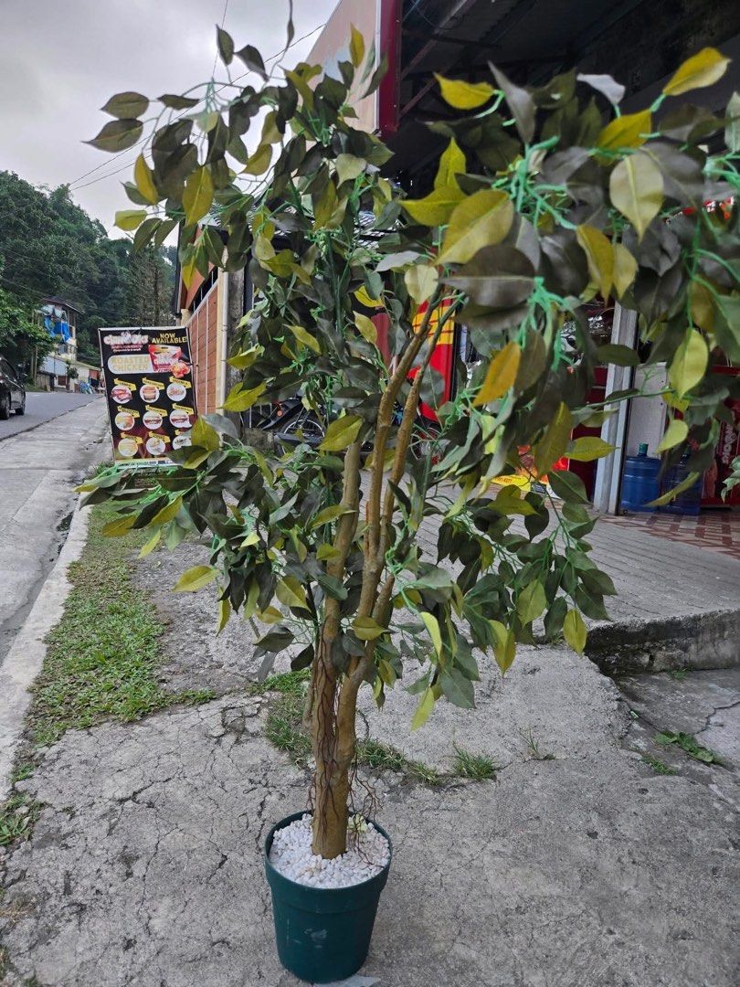 BUSHY ARTIFICIAL PLANT (Category: Artificial Plants & Flowers) located in Sablan. Submitted by gongonshelley12 (Listing ID 1466949632, Image 2). Description: ANG GANDA!!! PARANG TOTOO LANG!!! JAPAN BIG/ BUSHY ARTIFICIAL PLANT JAPAN SURPLUS PARANG TOTOO ITO, HINDI HALATA NA ARTIFICIAL SOBRANG GANDA, JAPAN QUALITY PO TALAGA MATANGKAD PO ITO, ALMOST 5 FEET GANDA NITO PANG DISPLAY SA HOUSE NIYO, RESTAURANT OR COFFEE SHOP SWERTE MAKAKA MINE.