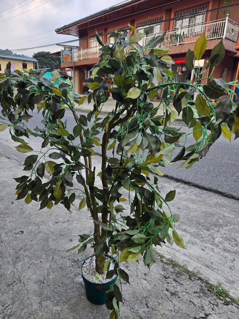 BUSHY ARTIFICIAL PLANT (Category: Artificial Plants & Flowers) located in Sablan. Submitted by gongonshelley12 (Listing ID 1466949632, Image 1). Description: ANG GANDA!!! PARANG TOTOO LANG!!! JAPAN BIG/ BUSHY ARTIFICIAL PLANT JAPAN SURPLUS PARANG TOTOO ITO, HINDI HALATA NA ARTIFICIAL SOBRANG GANDA, JAPAN QUALITY PO TALAGA MATANGKAD PO ITO, ALMOST 5 FEET GANDA NITO PANG DISPLAY SA HOUSE NIYO, RESTAURANT OR COFFEE SHOP SWERTE MAKAKA MINE.