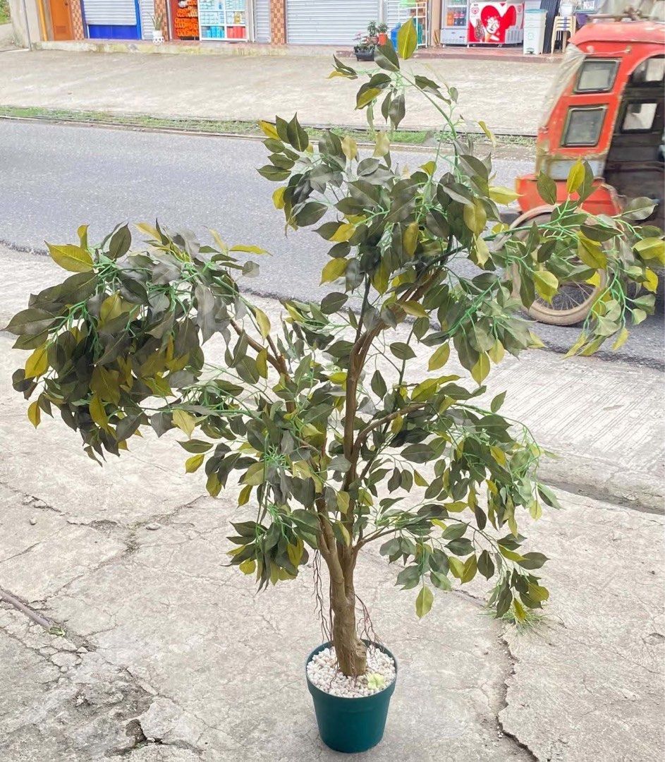 BUSHY ARTIFICIAL PLANT (Category: Artificial Plants & Flowers) located in Sablan. Submitted by gongonshelley12 (Listing ID 1466949632, Image 3). Description: ANG GANDA!!! PARANG TOTOO LANG!!! JAPAN BIG/ BUSHY ARTIFICIAL PLANT JAPAN SURPLUS PARANG TOTOO ITO, HINDI HALATA NA ARTIFICIAL SOBRANG GANDA, JAPAN QUALITY PO TALAGA MATANGKAD PO ITO, ALMOST 5 FEET GANDA NITO PANG DISPLAY SA HOUSE NIYO, RESTAURANT OR COFFEE SHOP SWERTE MAKAKA MINE.