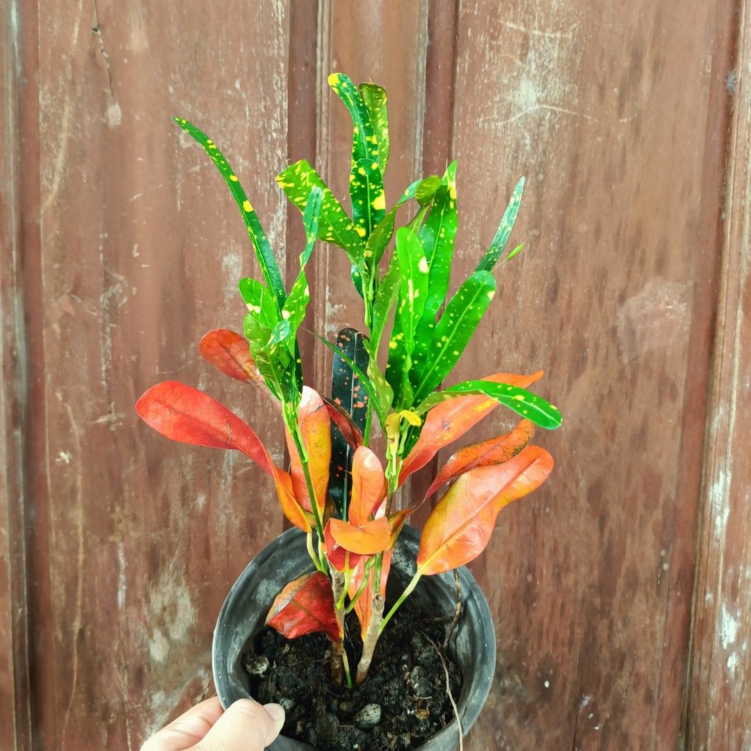 Croton Plant (Category: Plants & Seeds) located in Makati City. Submitted by crstnemrise (Listing ID 1466930150, Image 2). Description: .