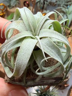 （分類：）位於 。 由 hkplanta 提交（商品編號 1466942815，圖片 1）。簡介： 。