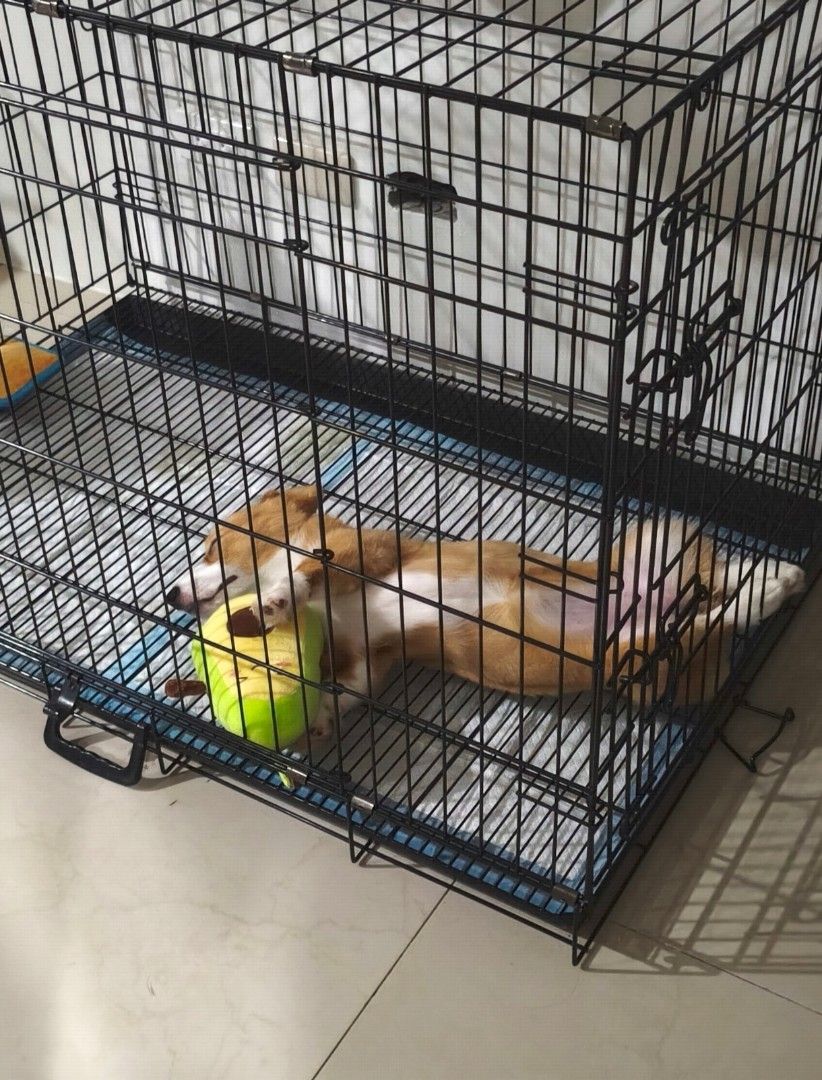 Dog Crate Foldable Pet Cage (Category: Storage Boxes & Baskets) located in Manila. Submitted by mikany (Listing ID 1466819971, Image 1). Description: For sale 4k With removable tray 2 doors (front and side) Space saver - collapsible L41.5 W26 H28 (inches) Loc vito cruz manila.