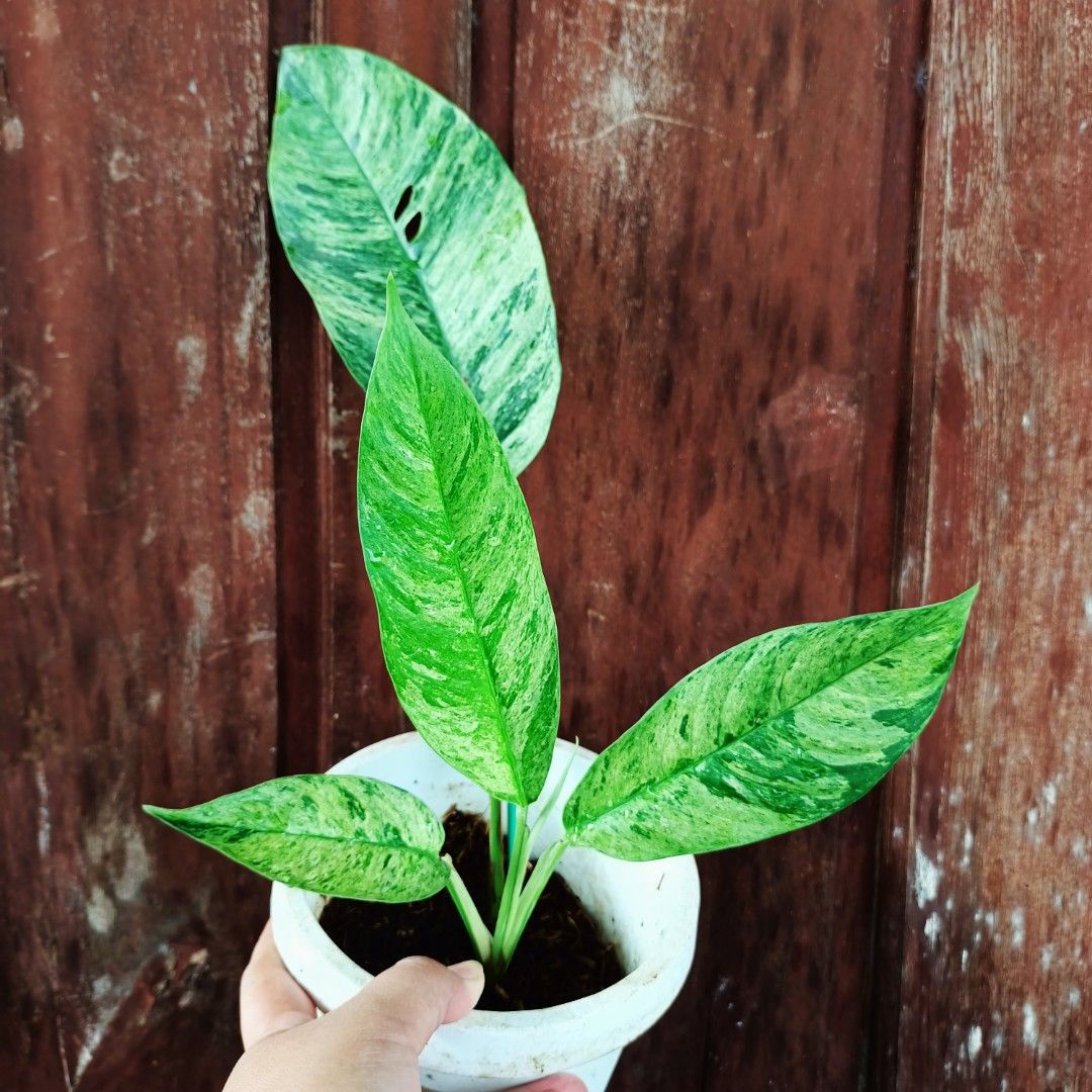 Epipremnum Gorillan Mint Var. (Category: Plants & Seeds) located in Makati City. Submitted by crstnemrise (Listing ID 1466931826, Image 3). Description: .