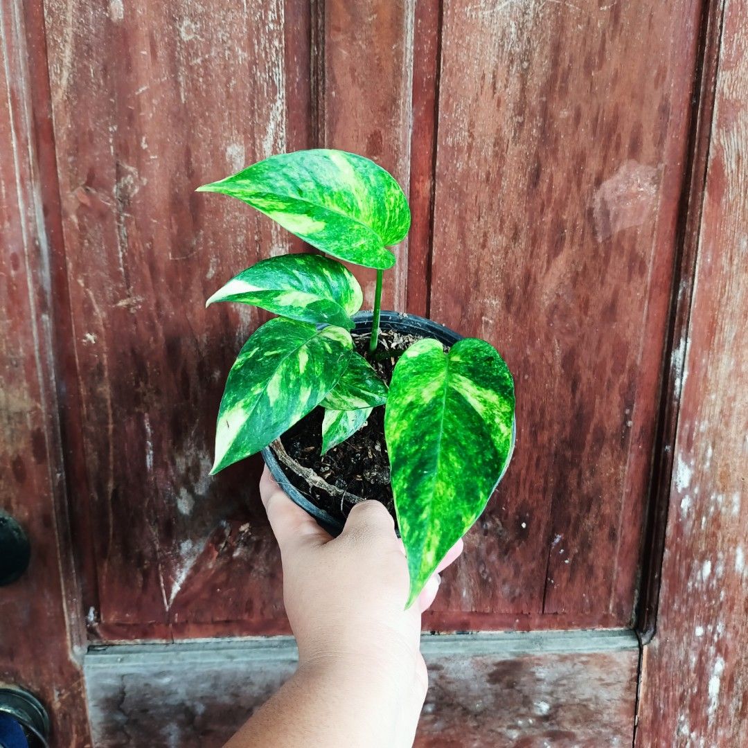 Epipremnum Pinnatum Loveflame (Category: Plants & Seeds) located in Makati City. Submitted by crstnemrise (Listing ID 1466935697, Image 2). Description: .