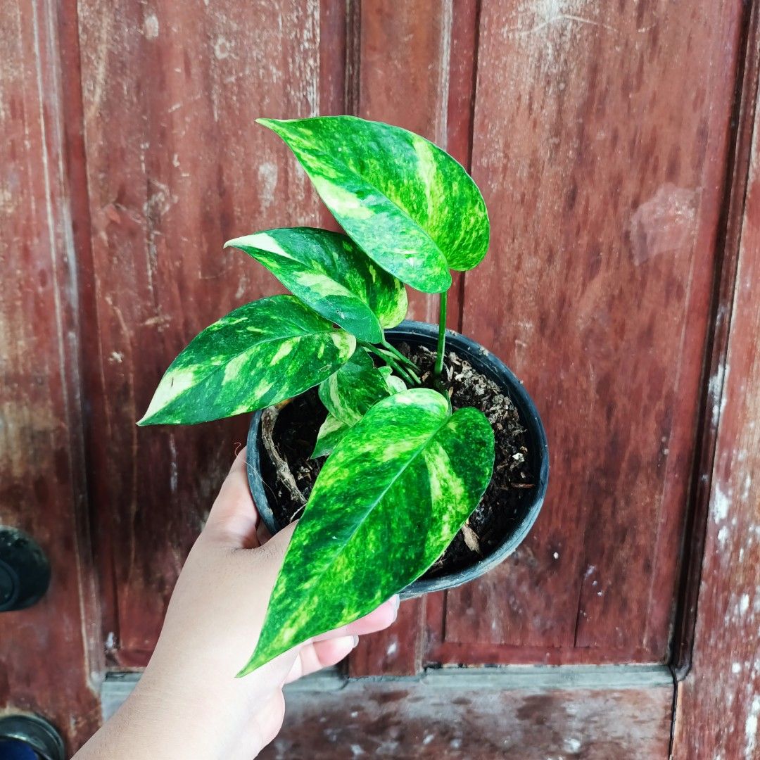 Epipremnum Pinnatum Loveflame (Category: Plants & Seeds) located in Makati City. Submitted by crstnemrise (Listing ID 1466935697, Image 1). Description: .