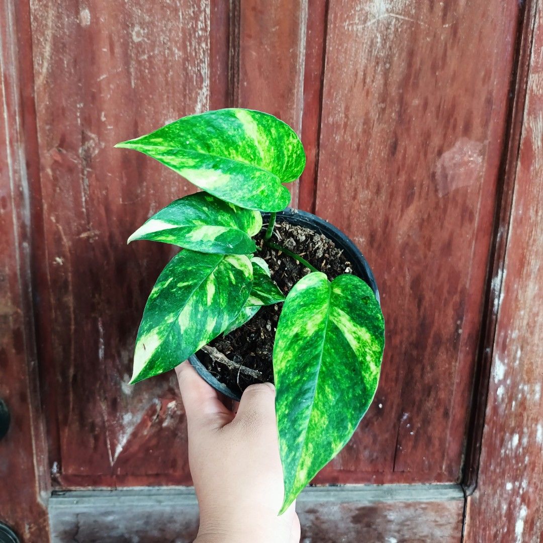 Epipremnum Pinnatum Loveflame (Category: Plants & Seeds) located in Makati City. Submitted by crstnemrise (Listing ID 1466935697, Image 3). Description: .