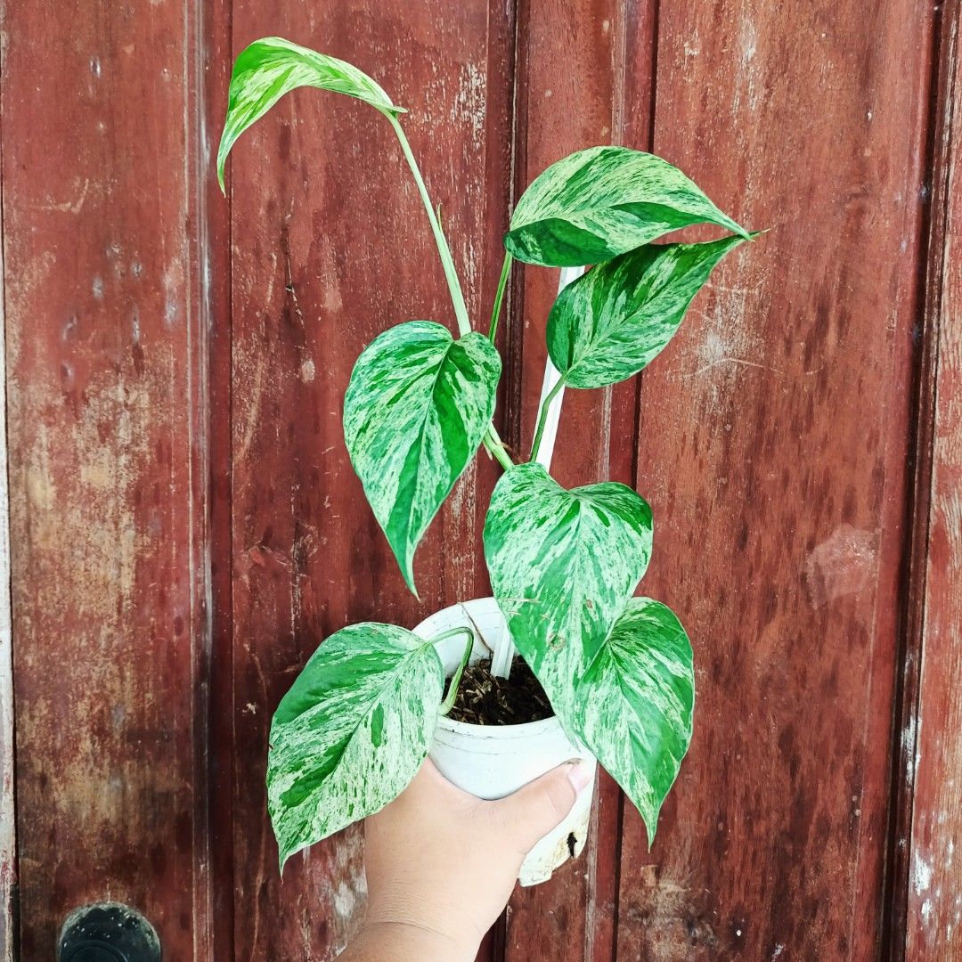 Epipremnum Pinnatum Mint (Thai Cultivar) (Category: Plants & Seeds) located in Makati City. Submitted by crstnemrise (Listing ID 1466935007, Image 2). Description: .