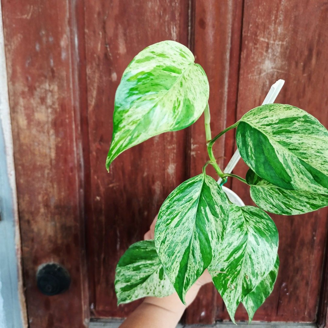 Epipremnum Pinnatum Mint (Thai Cultivar) (Category: Plants & Seeds) located in Makati City. Submitted by crstnemrise (Listing ID 1466935007, Image 3). Description: .