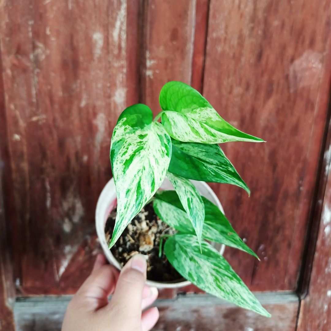 Epipremnum Pinnatum Mint (Thai Cultivar) (Category: Plants & Seeds) located in Makati City. Submitted by crstnemrise (Listing ID 1466936131, Image 3). Description: .