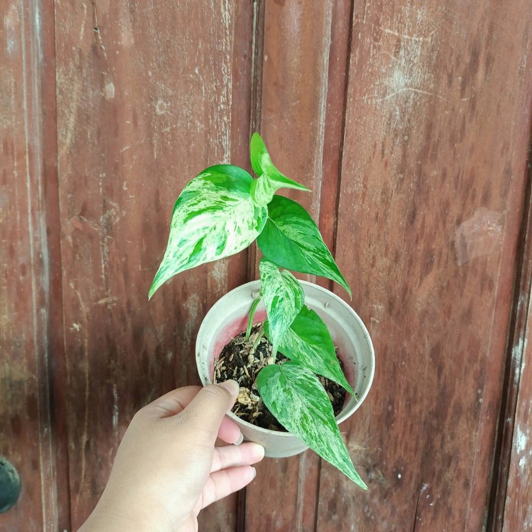Epipremnum Pinnatum Mint (Thai Cultivar) (Category: Plants & Seeds) located in Makati City. Submitted by crstnemrise (Listing ID 1466936131, Image 1). Description: .
