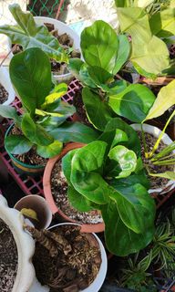 (Category: ) located in . Submitted by plantcorner (Listing ID 1466874156, Image 1). Description: .