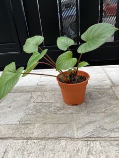 (Category: ) located in . Submitted by elainnplants (Listing ID 1466796770, Image 1). Description: .