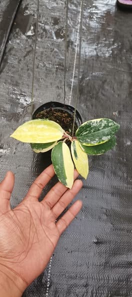 (Category: ) located in . Submitted by sindo.sg (Listing ID 1466820836, Image 1). Description: .