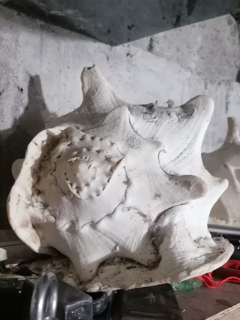 Large White Conch Seashell Coastal Decor (Category: Vases & Decorative Bowls) located in Naga. Submitted by mrwisethrifter (Listing ID 1466867544, Image 1). Description: - Type: Big conch seashell - Color/Texture: Natural white and off-white tones with textured surface - Design: Unique spiral pattern on top - Weight: Heavy, premium feel - Best for: Coastal decor and beachy room setups - Condition: Dusty from storage, needs a quick wipe down.