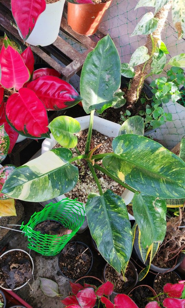 Marble conggo (Category: Plants & Seeds) located in Quezon City. Submitted by plantcorner (Listing ID 1466874816, Image 1). Description: .