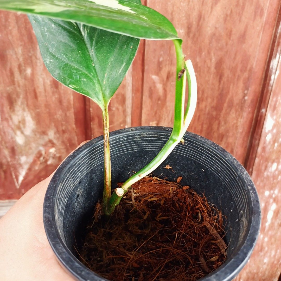 Monstera Acacoyaguensis (Category: Plants & Seeds) located in Makati City. Submitted by crstnemrise (Listing ID 1466934425, Image 3). Description: .