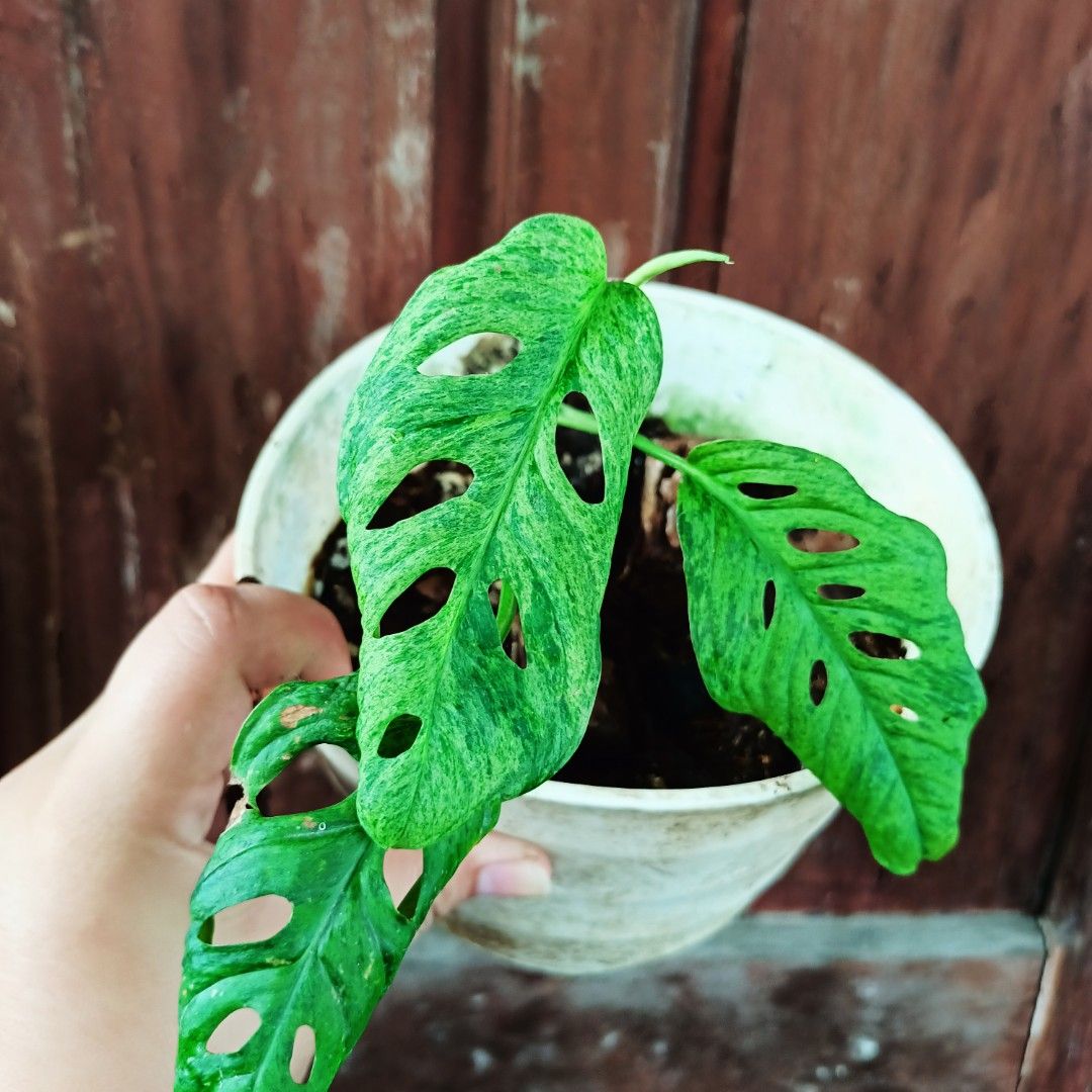 Monstera Acuminata Mottled Mint (Category: Plants & Seeds) located in Makati City. Submitted by crstnemrise (Listing ID 1466930425, Image 3). Description: .