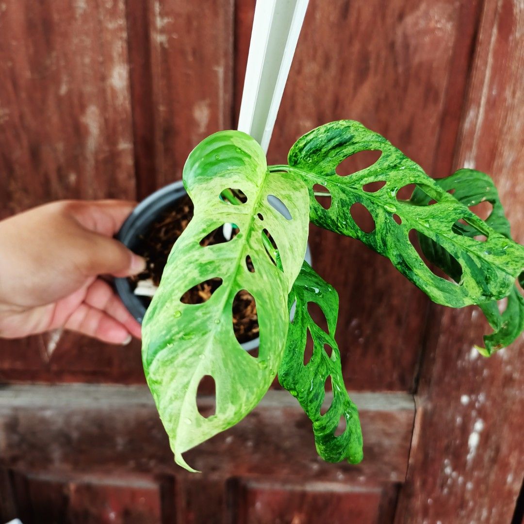 Monstera Acuminata Mottled Mint (Category: Plants & Seeds) located in Makati City. Submitted by crstnemrise (Listing ID 1466933676, Image 1). Description: .