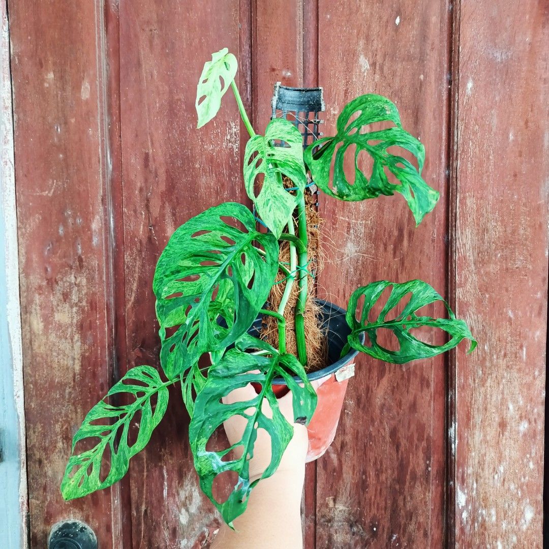Monstera Acuminata Mottled Mint (Category: Plants & Seeds) located in Makati City. Submitted by crstnemrise (Listing ID 1466935207, Image 1). Description: .
