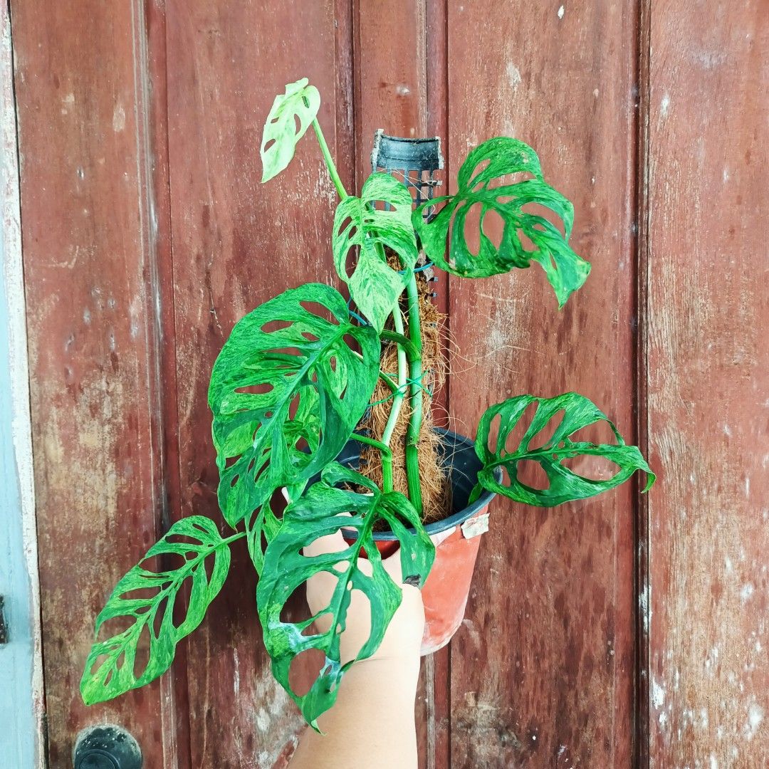 Monstera Acuminata Mottled Mint (Category: Plants & Seeds) located in Makati City. Submitted by crstnemrise (Listing ID 1466935207, Image 2). Description: .