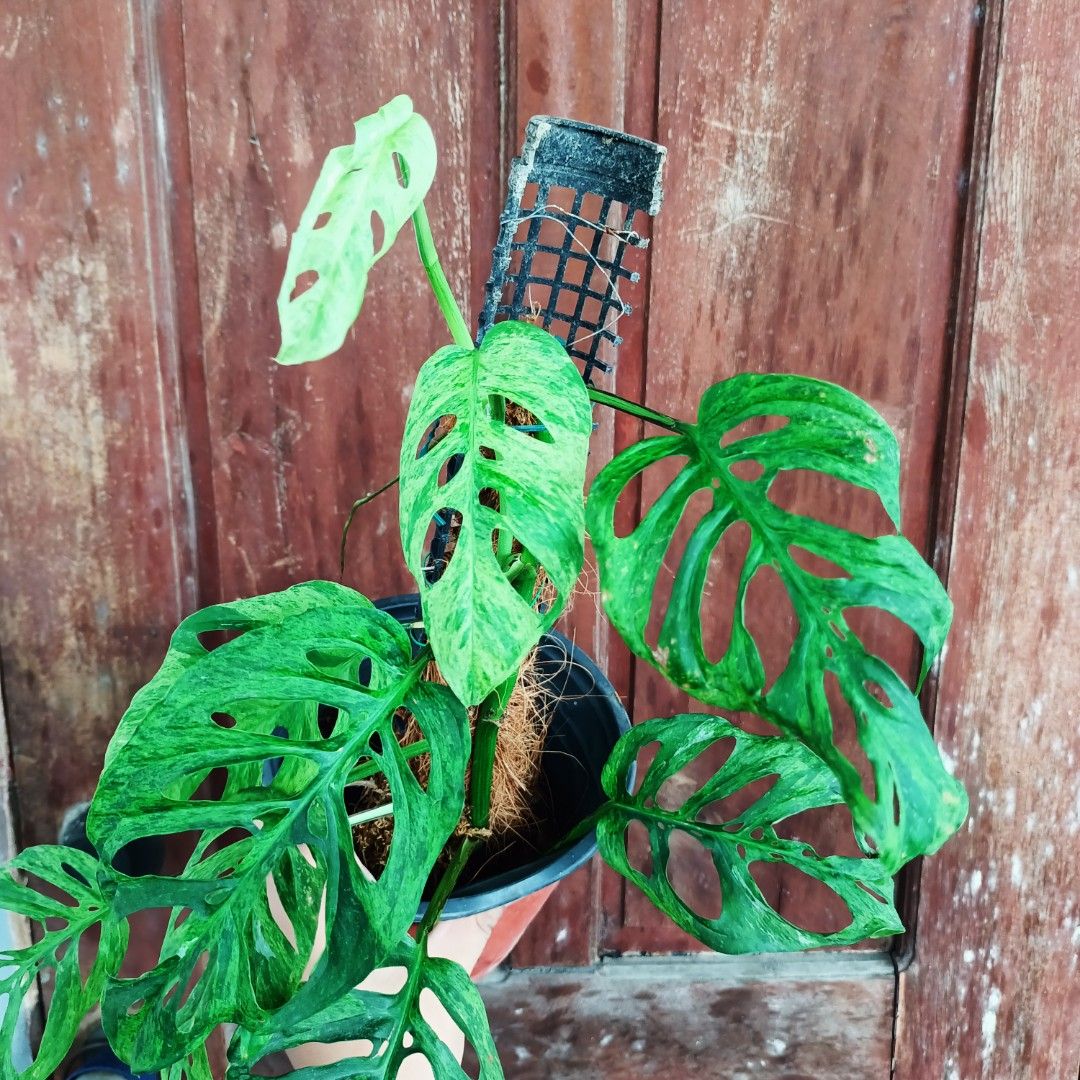 Monstera Acuminata Mottled Mint (Category: Plants & Seeds) located in Makati City. Submitted by crstnemrise (Listing ID 1466935207, Image 3). Description: .