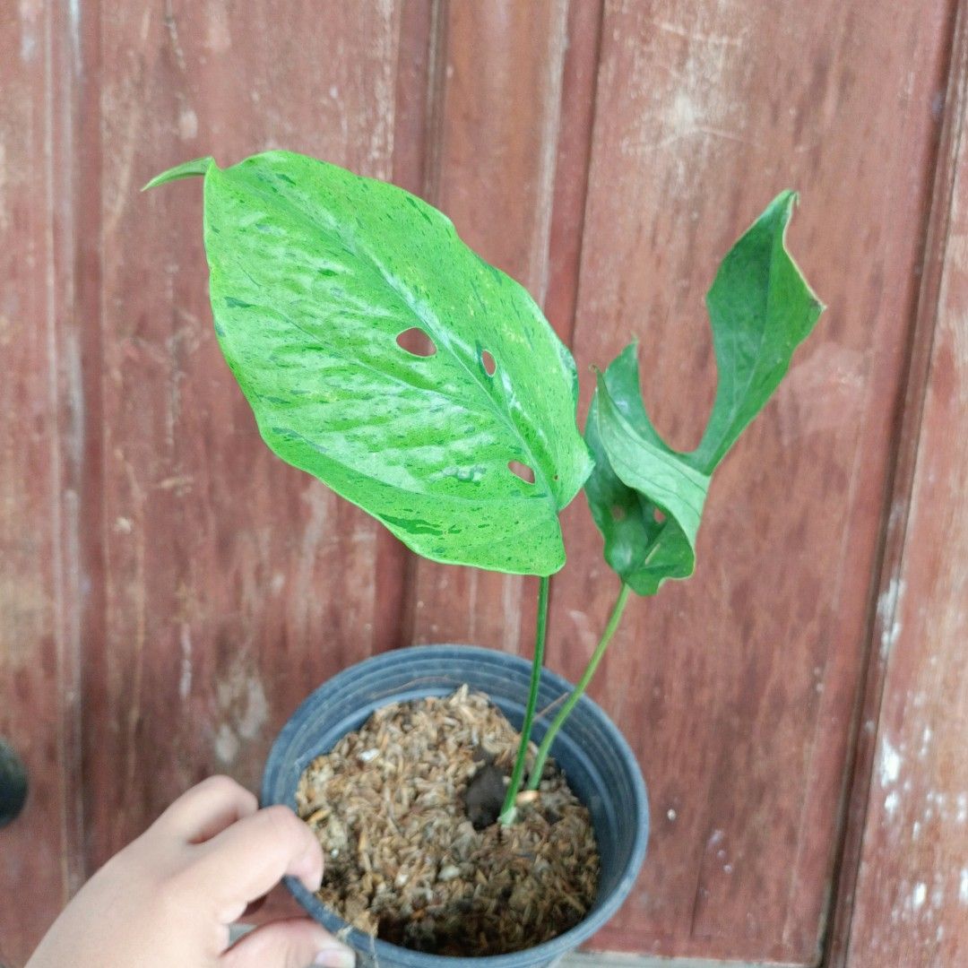 Monstera Amydrium Mint Var. (Category: Plants & Seeds) located in Makati City. Submitted by crstnemrise (Listing ID 1466935920, Image 2). Description: .