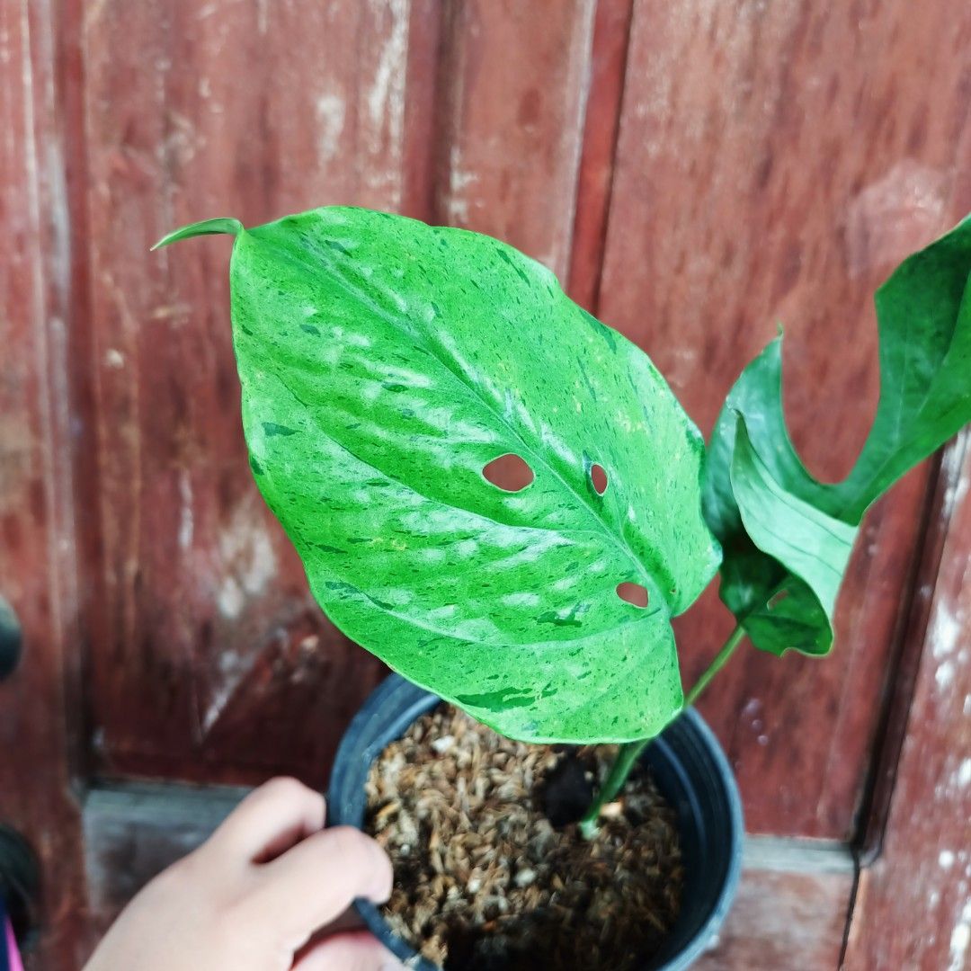 Monstera Amydrium Mint Var. (Category: Plants & Seeds) located in Makati City. Submitted by crstnemrise (Listing ID 1466935920, Image 3). Description: .