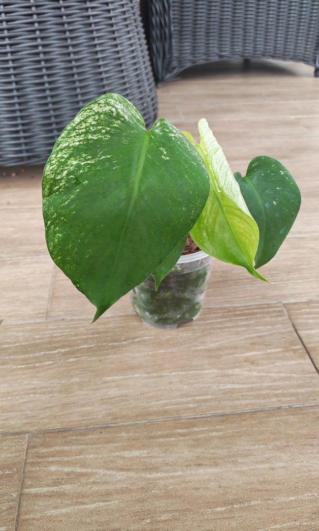 Monstera Devil (Category: Other Merchandise) located in Singapore. Submitted by leafhappily (Listing ID 1466781365, Image 1). Description: The Devilish signature look is coming. 🚚 FREE DELIVERY (min. spend): • $50+ — Sembawang / Yishun • $120+ — Woodlands / Punggol / Sengkang / Bishan / Ang Mo Kio • $200+ — Islandwide 📍 PICKUP OPTIONS 🏠 S769317 | 🛍️ Sembawang SC | 🚆 Canberra MRT 📮 Courier $20/trip 🛒 More Plants on Carousell: https://carous